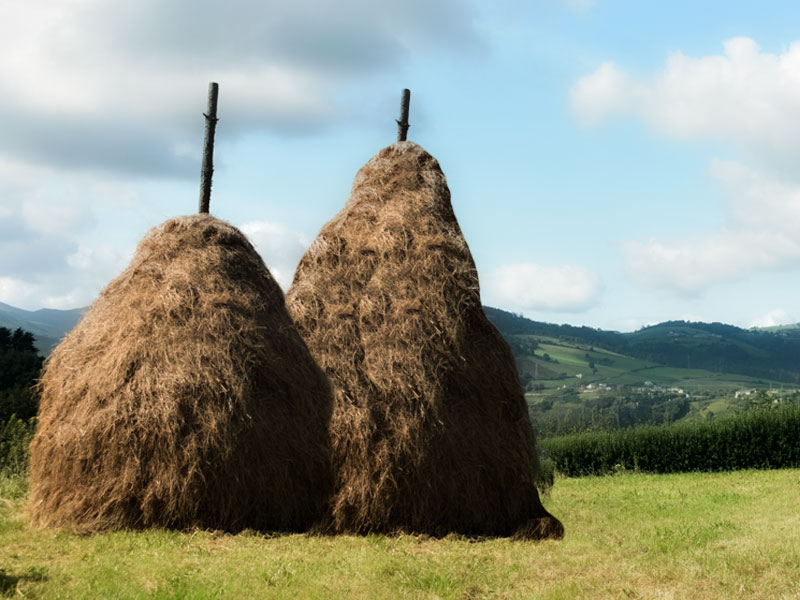 Varas de hierba en un prado asturiano